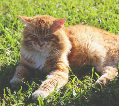 Cat sitting in the sun